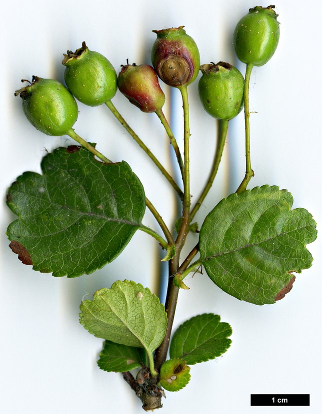 High resolution image: Family: Rosaceae - Genus: Crataegus - Taxon: laevigata - SpeciesSub: subsp. palmstruchii